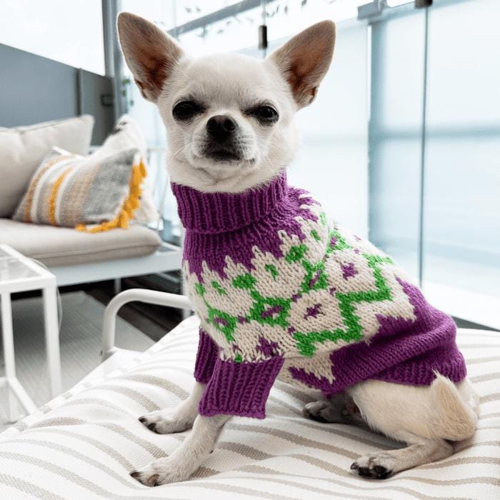 Chihuahua Dog Sweater Knitting Pattern PDF - Cute Carved Pumpkin Ideas for Fall & Halloween