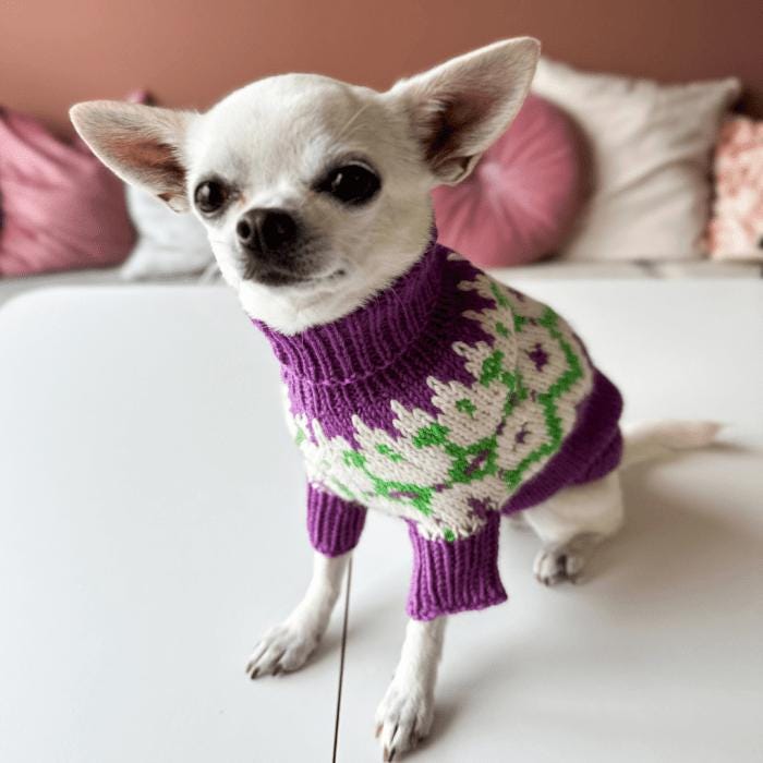 Chihuahua Dog Sweater Knitting Pattern PDF - Cute Carved Pumpkin Ideas for Fall & Halloween